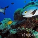 snapper_midnight_jr_h_0705_png0446.jpg
